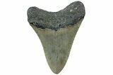 Serrated, Fossil Megalodon Tooth - North Carolina #311831-1